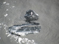 akcruise 199bird-on-dirtyice.jpg